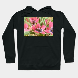 Tulipa  &#39;Little Beauty&#39;  AGM  Tulip  Miscellaneous tulip Hoodie